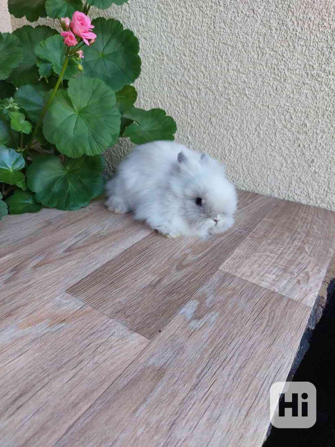 Zakrslý králík TEDDY - siamský sameček - foto 1