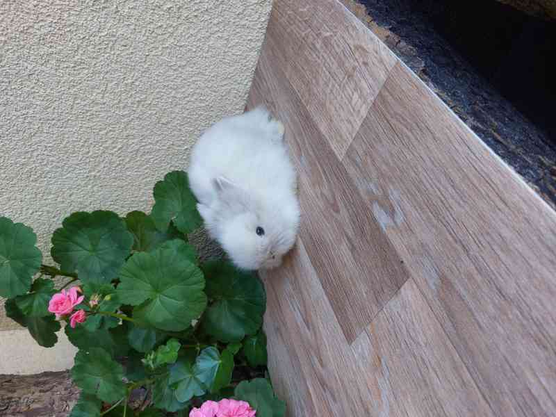 Zakrslý králík TEDDY - siamský sameček - foto 2