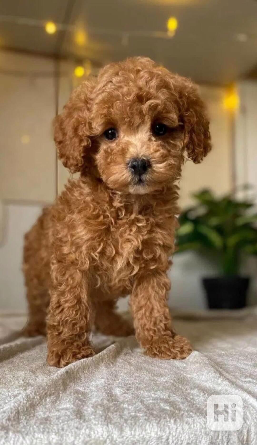 Krásná štěňata pudla, samec a samice k adopci. - foto 1