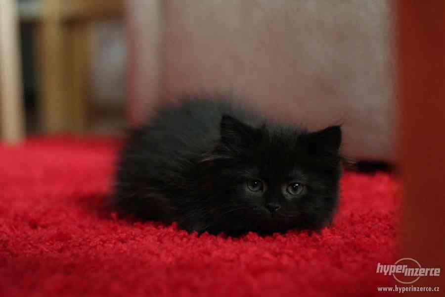 Koťátko - Sibiřská kočička s PP - foto 3