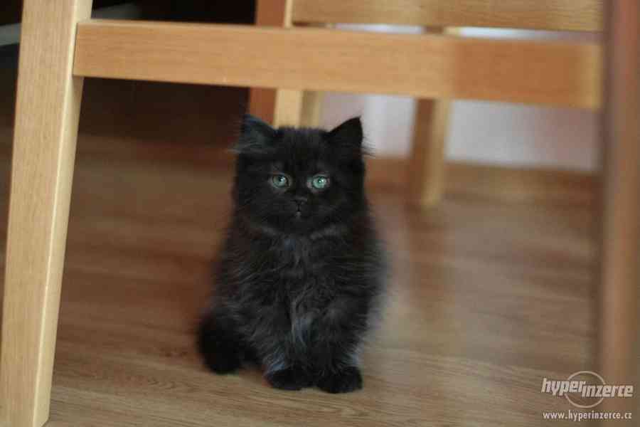 Koťátko - Sibiřská kočička s PP - foto 4