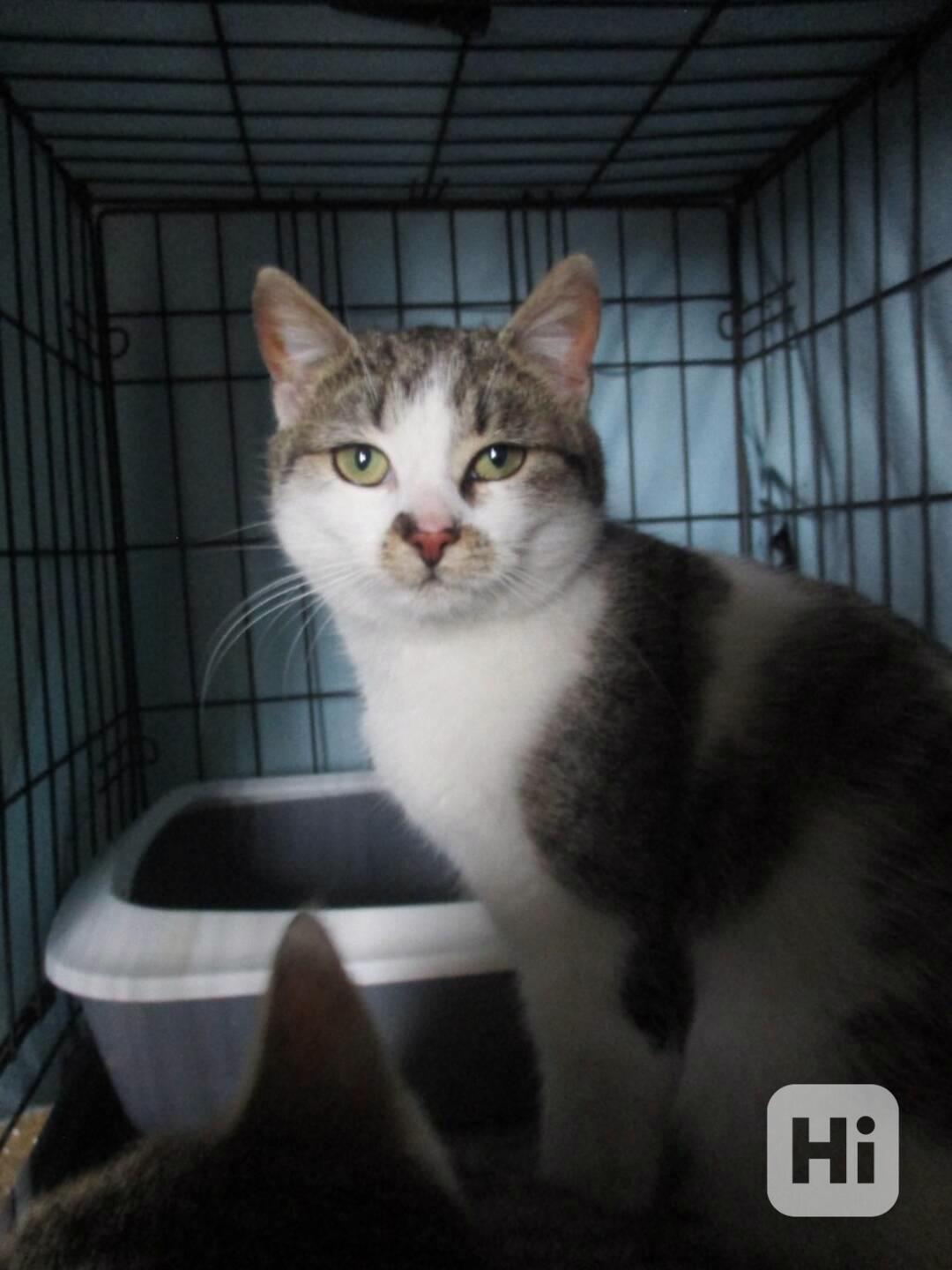 Kočičí parta hledá domov - foto 1