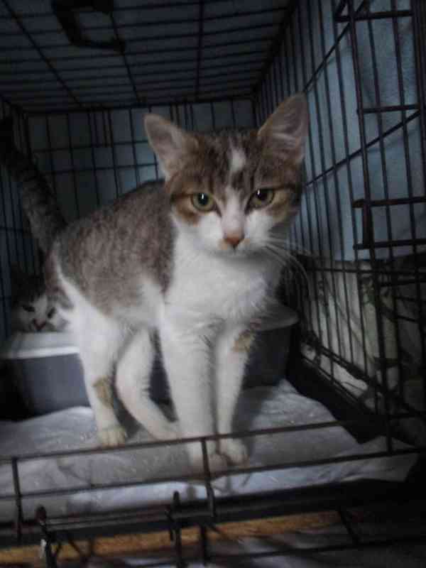 Kočičí parta hledá domov - foto 2