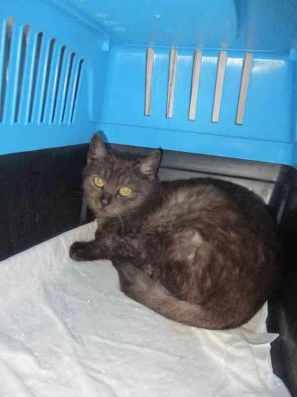 Kočičí parta hledá domov - foto 6