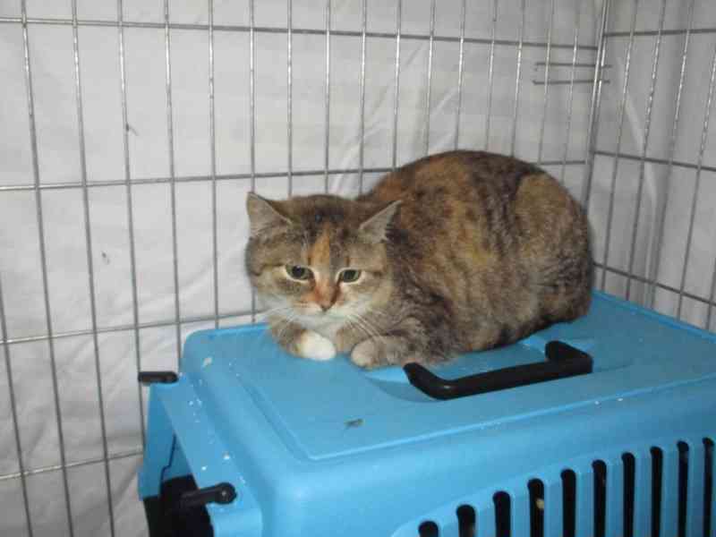 Kočičí parta hledá domov - foto 4