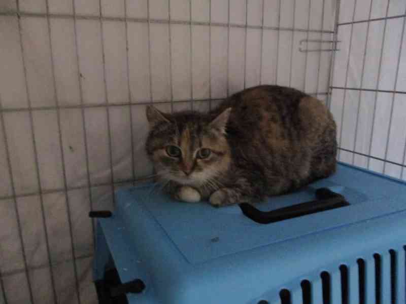 Kočičí parta hledá domov - foto 3