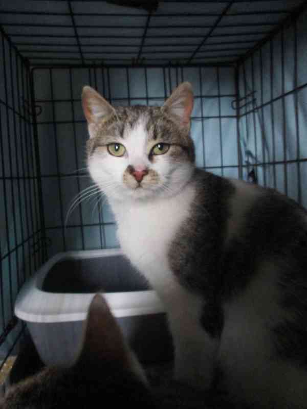 Kočičí parta hledá domov - foto 1