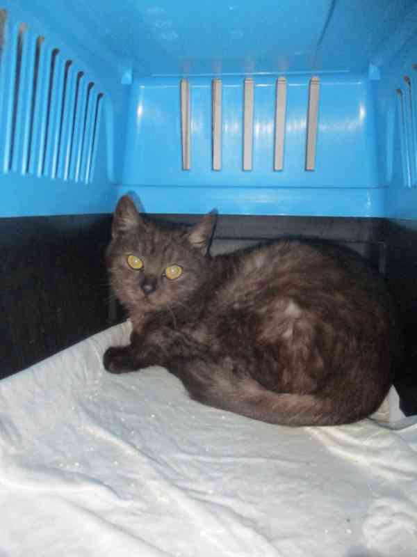 Kočičí parta hledá domov - foto 5