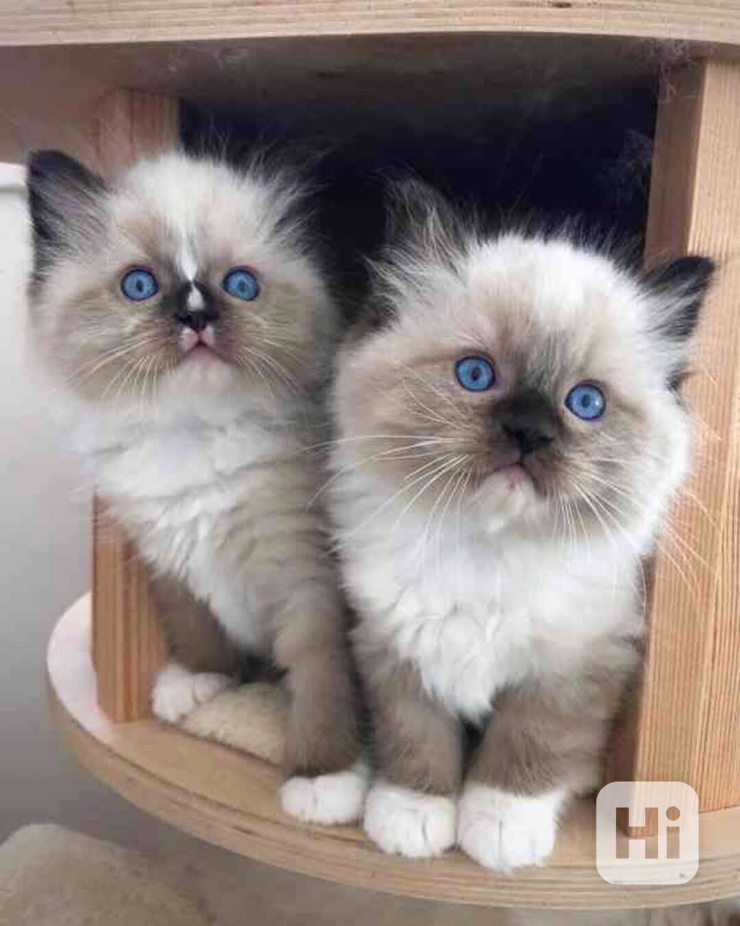 Roztomilá a okouzlující koťátka ragdoll - foto 1