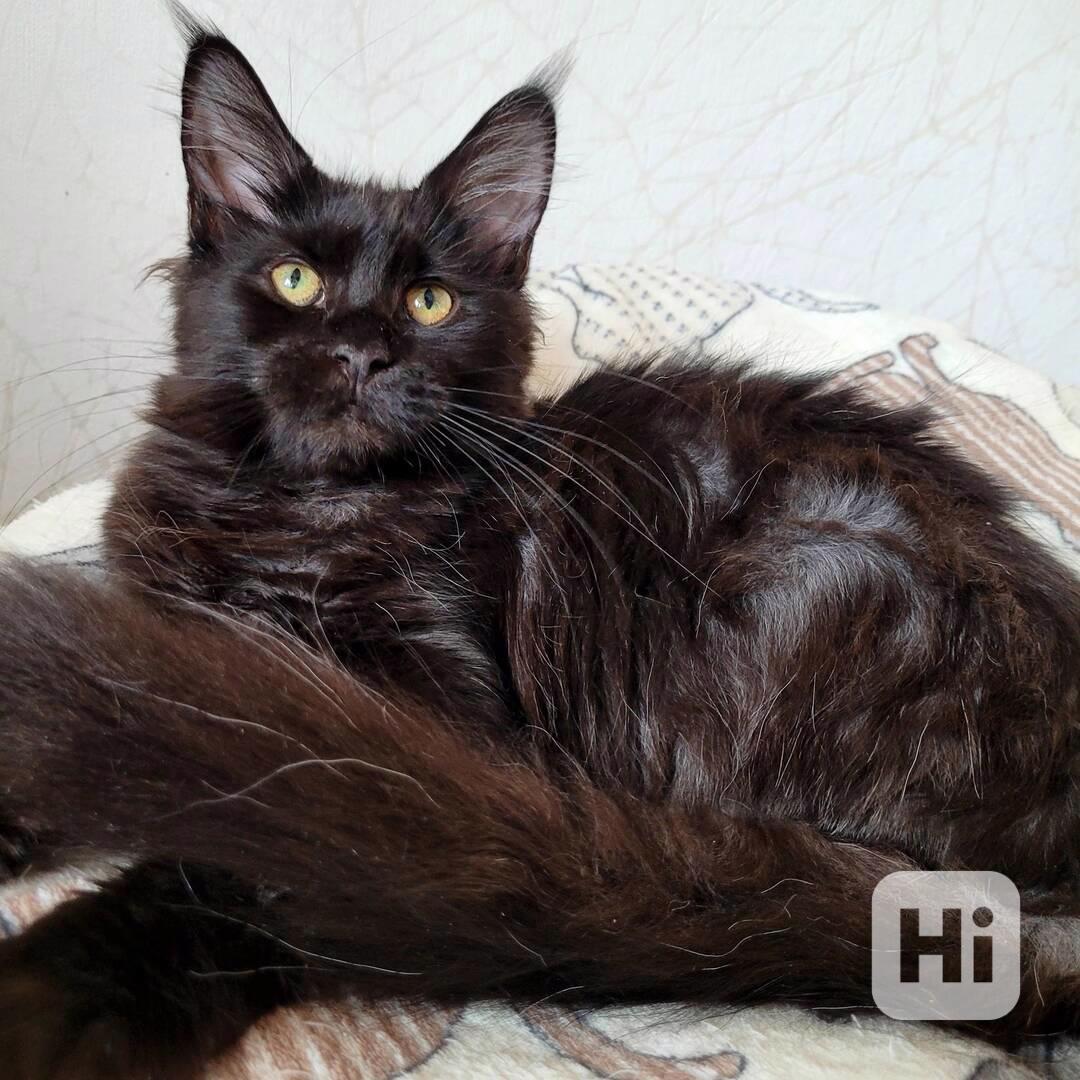 Mainská mývalí koťata s PP - foto 1