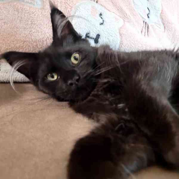 Mainská mývalí koťata s PP - foto 3