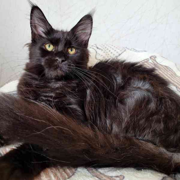 Mainská mývalí koťata s PP - foto 1