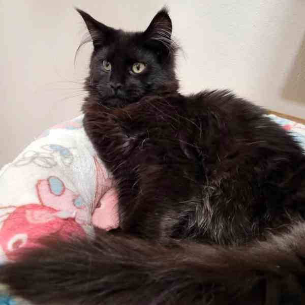 Mainská mývalí koťata s PP - foto 2