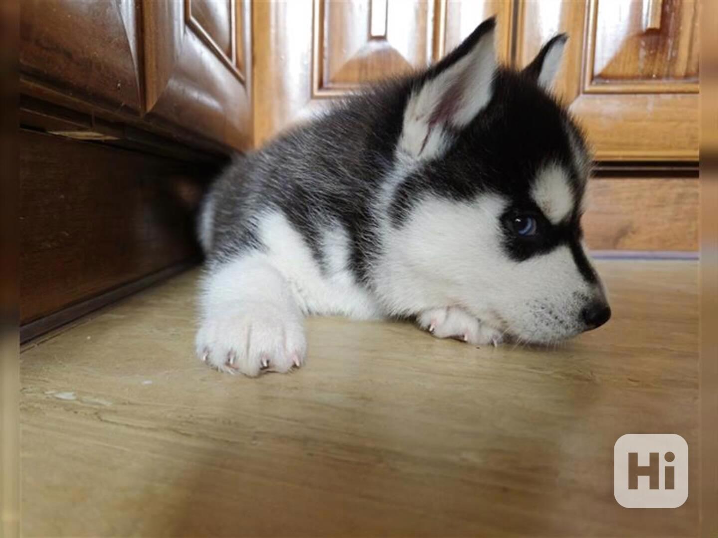 Sibiřský husky/sibiřský hasky - foto 1