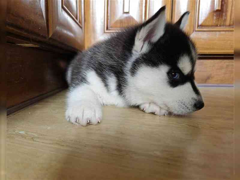 Sibiřský husky/sibiřský hasky - foto 1