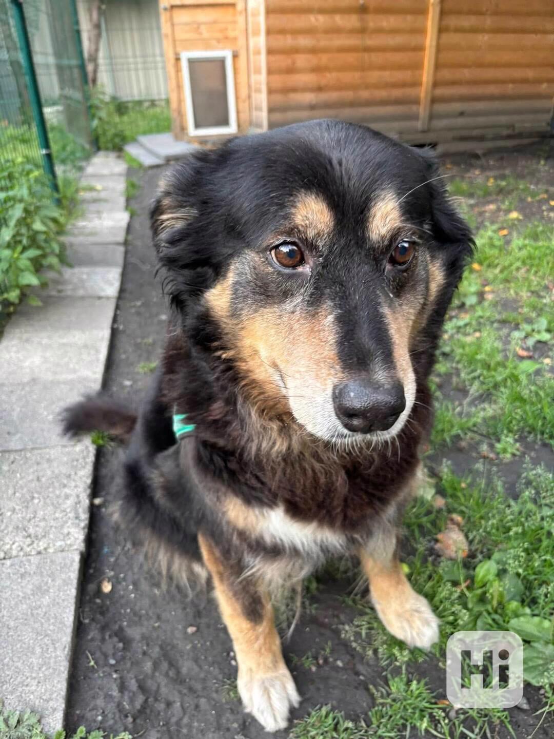 CORA - 37 kg, kastrovaná fenečka 11 let  - foto 1