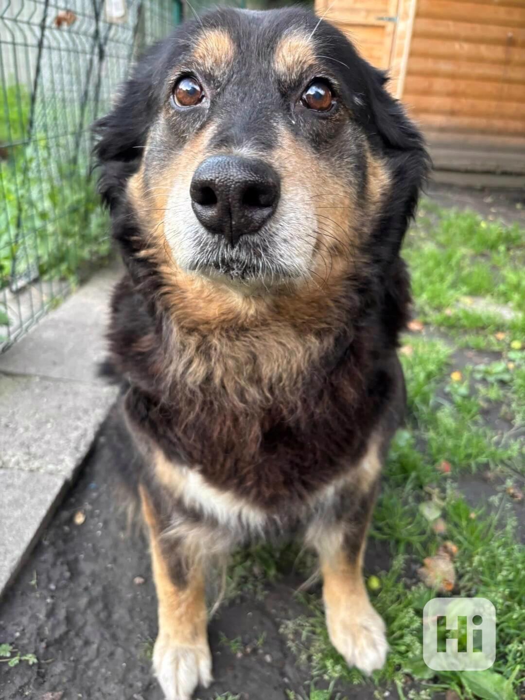 CORA - 37 kg, kastrovaná fenečka 11 let  - foto 1