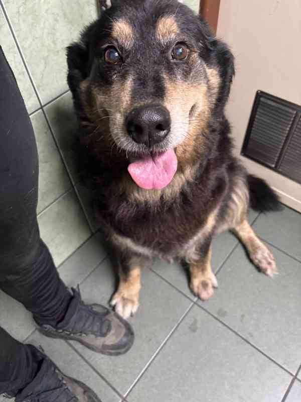 CORA - 37 kg, kastrovaná fenečka 11 let  - foto 4