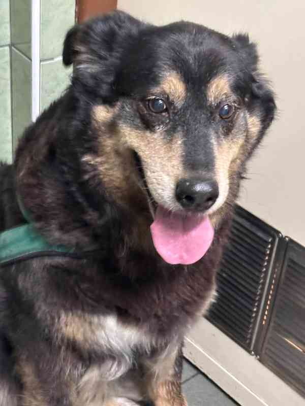 CORA - 37 kg, kastrovaná fenečka 11 let  - foto 3