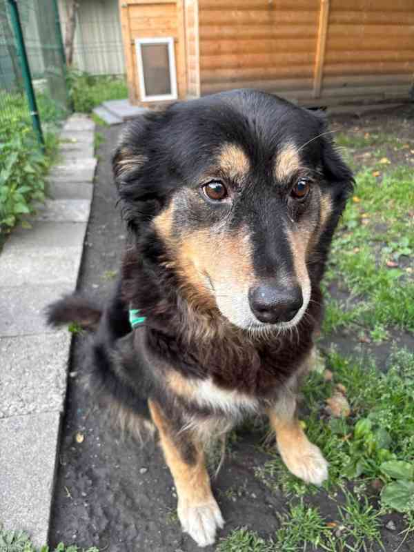 CORA - 37 kg, kastrovaná fenečka 11 let  - foto 2