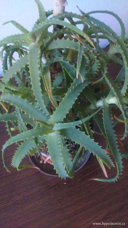 Vzrostlé Aloe. - foto 1