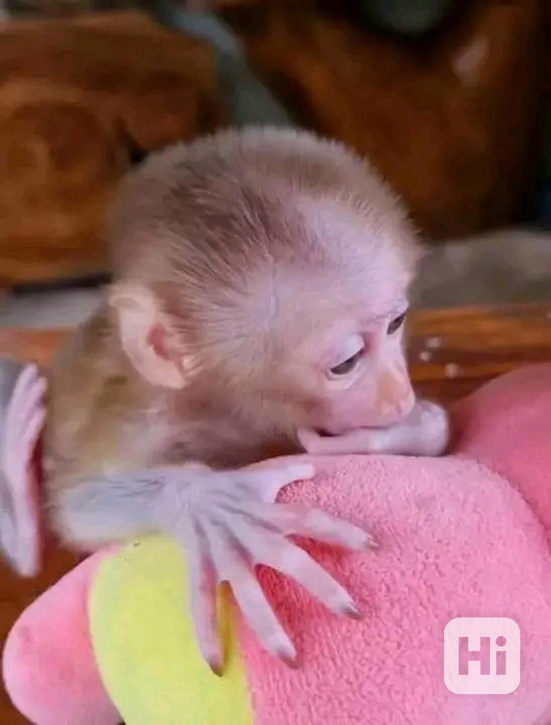 Mláďata kapucínů hledají nový domov s licencí - foto 1