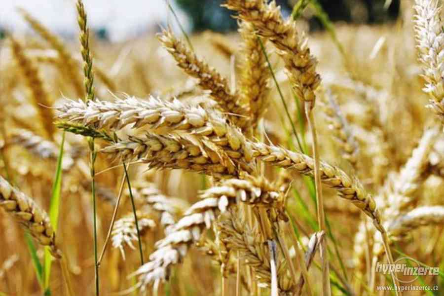 Hledáme dodavatele pšenice - foto 1