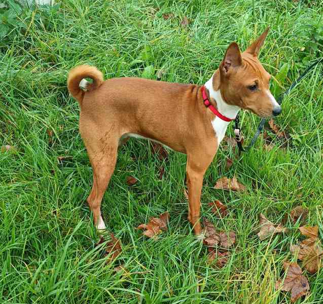 Basenji - prodám štěňata bez pp - foto 3