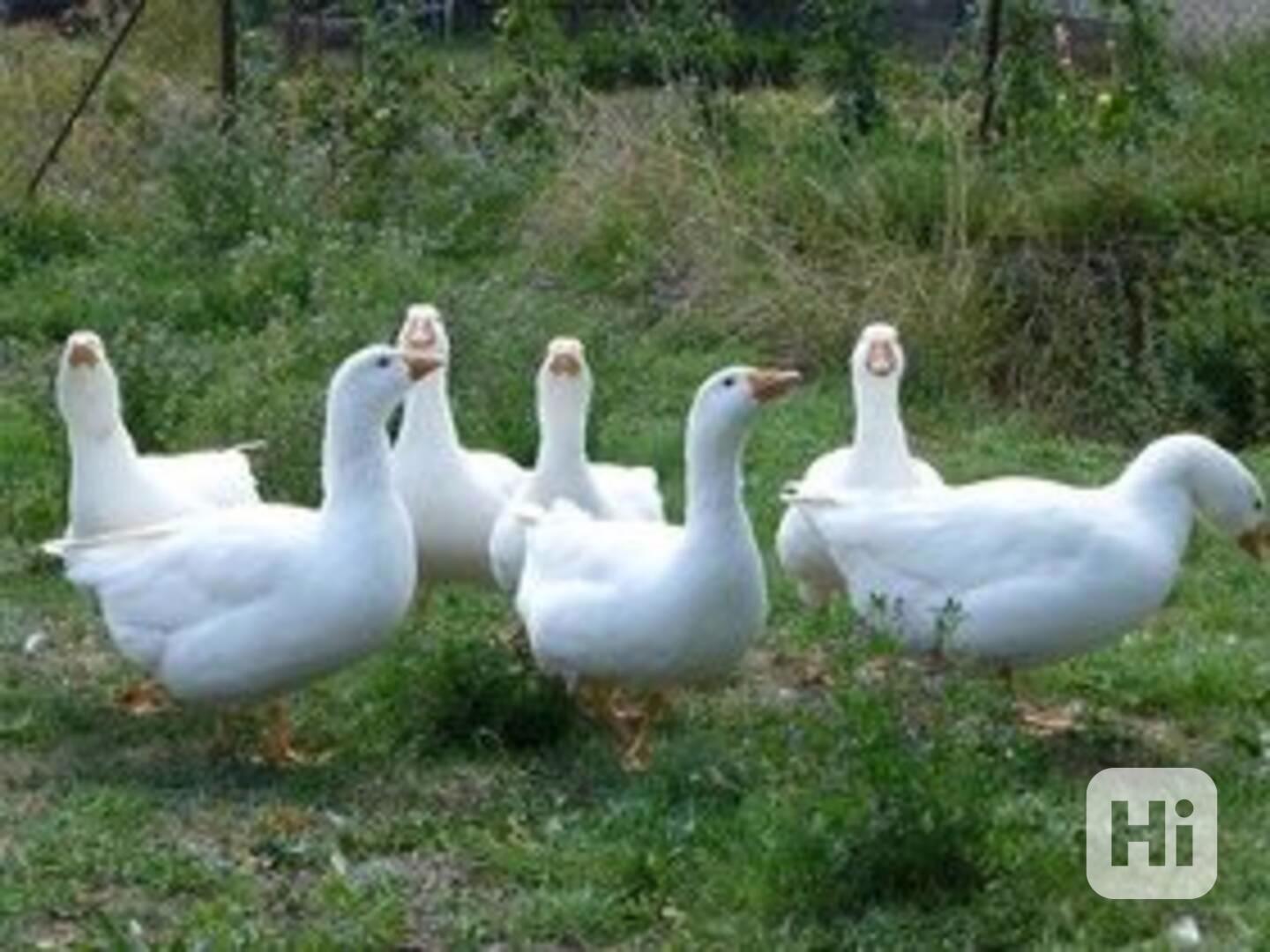 Prodej hus, kachen, kuřat, krůt - foto 1
