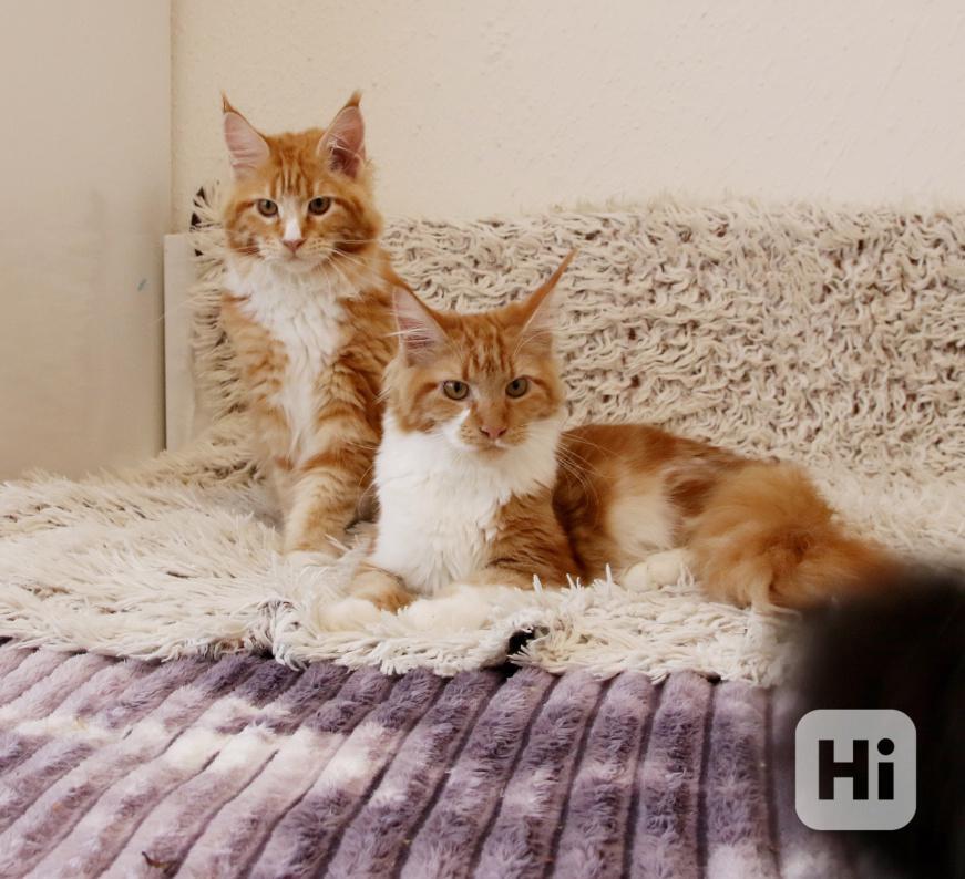 Mainská mývalí s PP - foto 1