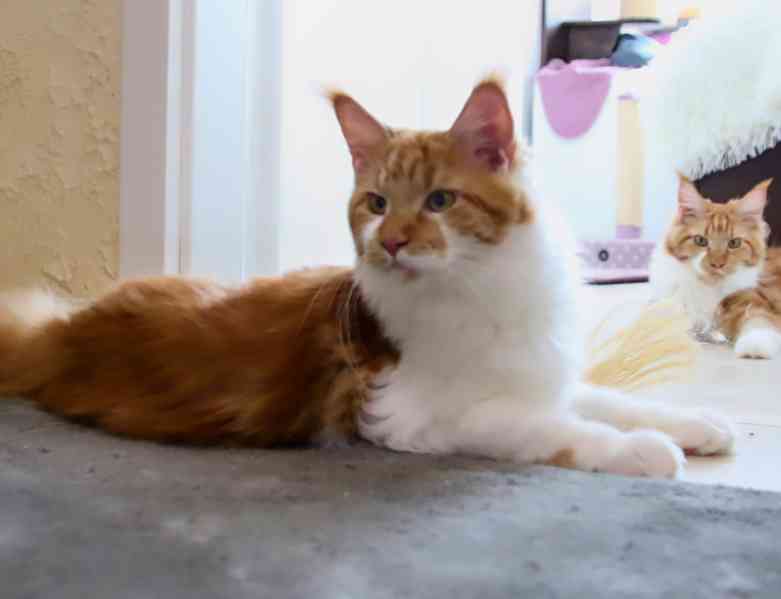 Mainská mývalí s PP - foto 7