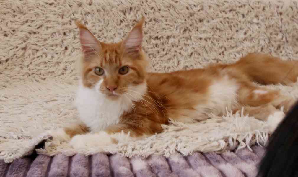 Mainská mývalí s PP - foto 2