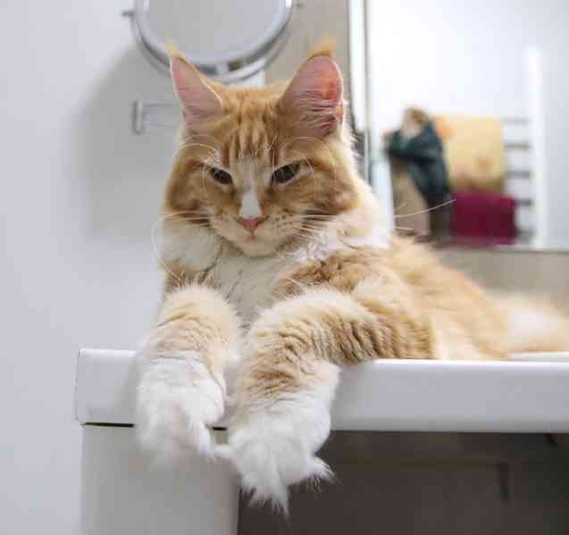 Mainská mývalí s PP - foto 5