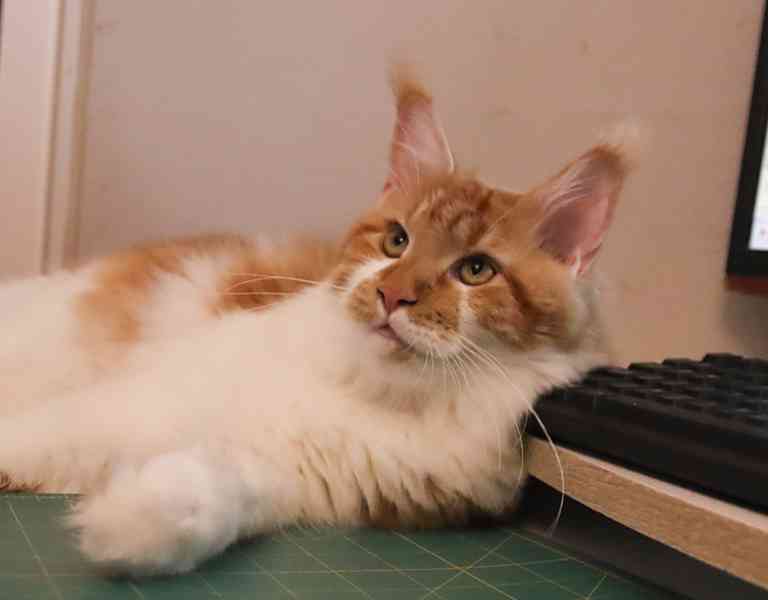 Mainská mývalí s PP - foto 3