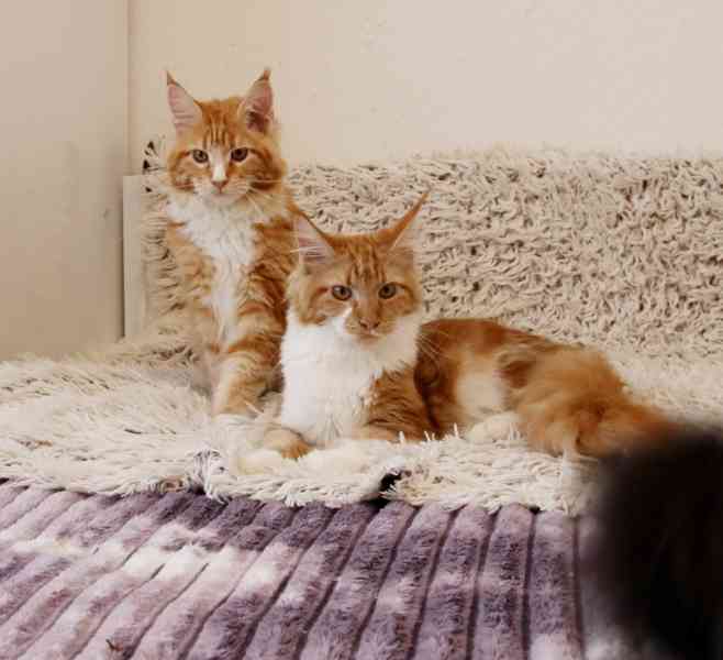 Mainská mývalí s PP - foto 1