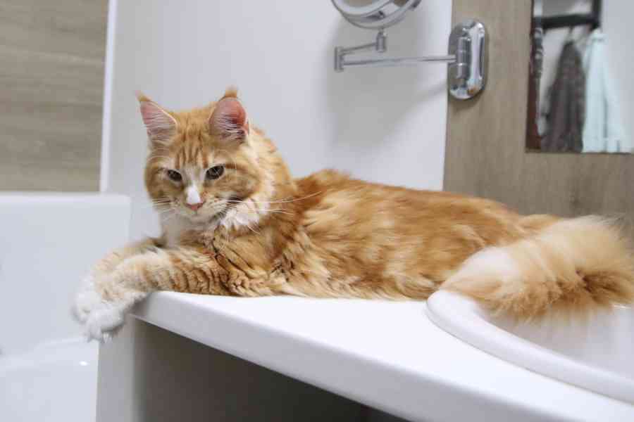 Mainská mývalí s PP - foto 4