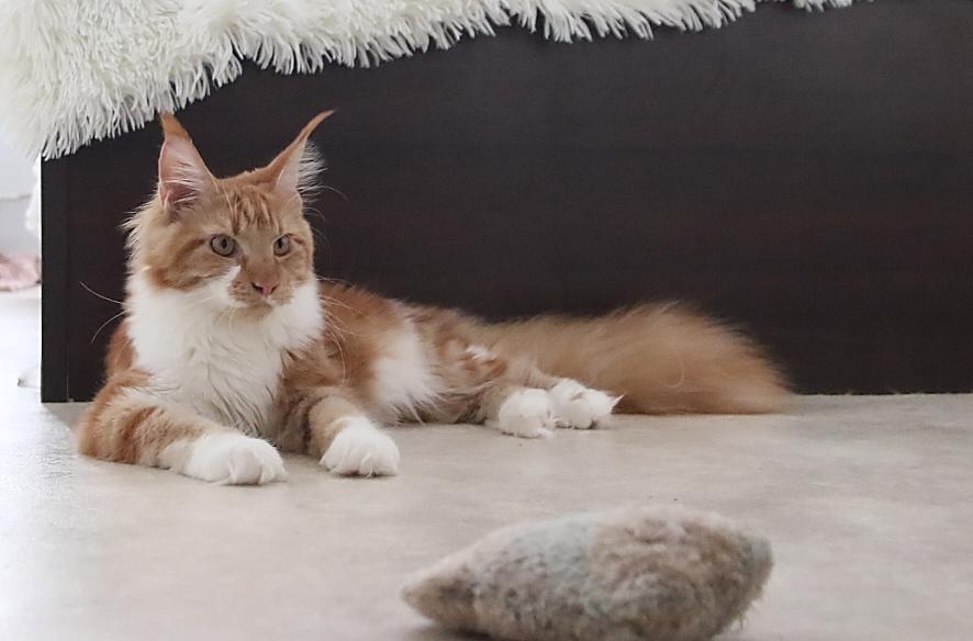 Mainská mývalí s PP - foto 6