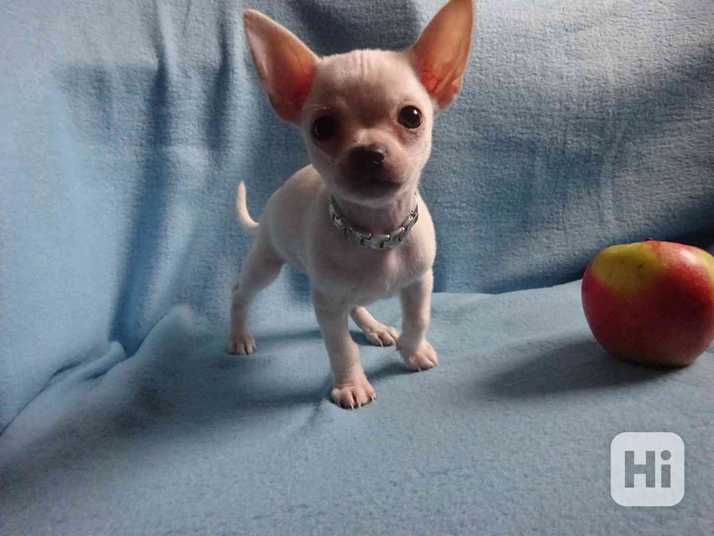 🐶 Nabízím štěňátko čivava bez PP, krátkosrstý pejsek 🐾 - foto 1