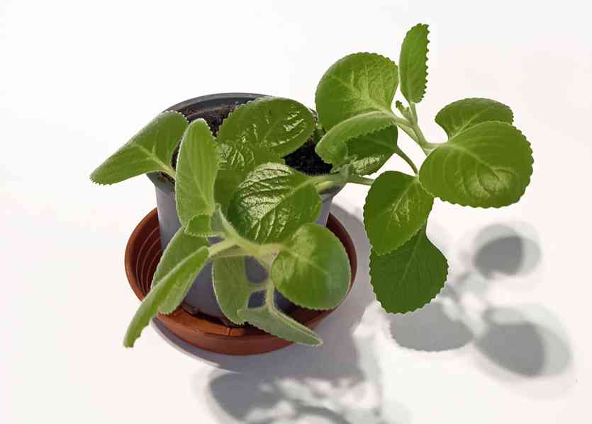 Fíkovník drobnolistý + bonus - foto 2