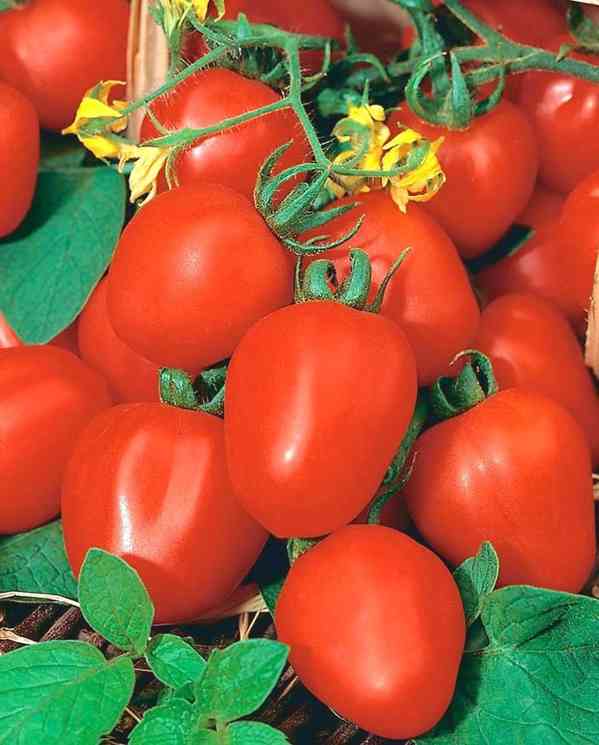 Rajče Frodo - semena - foto 1