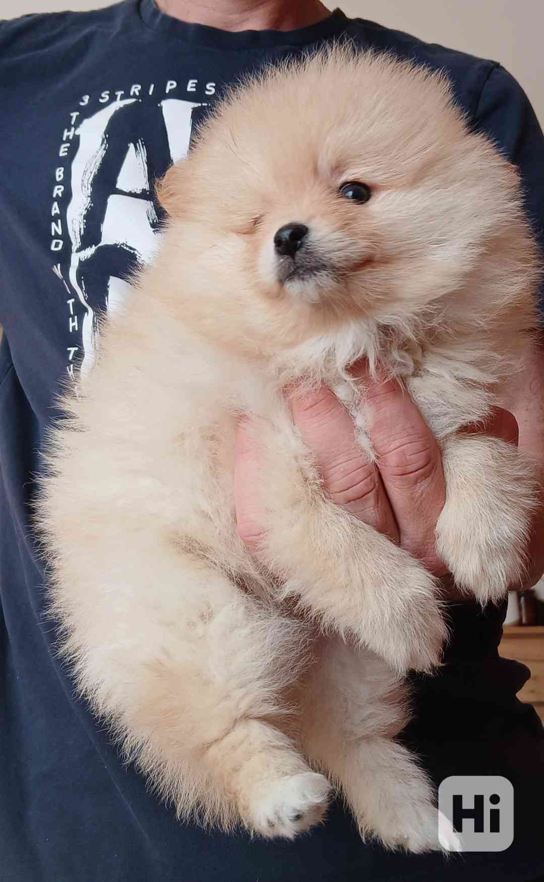 Pomeranian holčička - foto 1