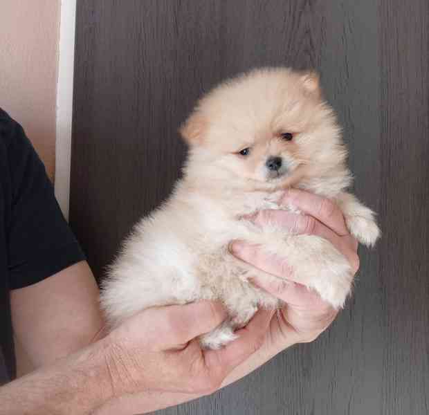 Pomeranian holčička - foto 2