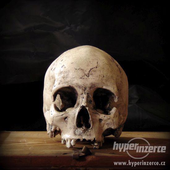 Repliky lidských lebek a kostí (Human skull replica) - foto 2