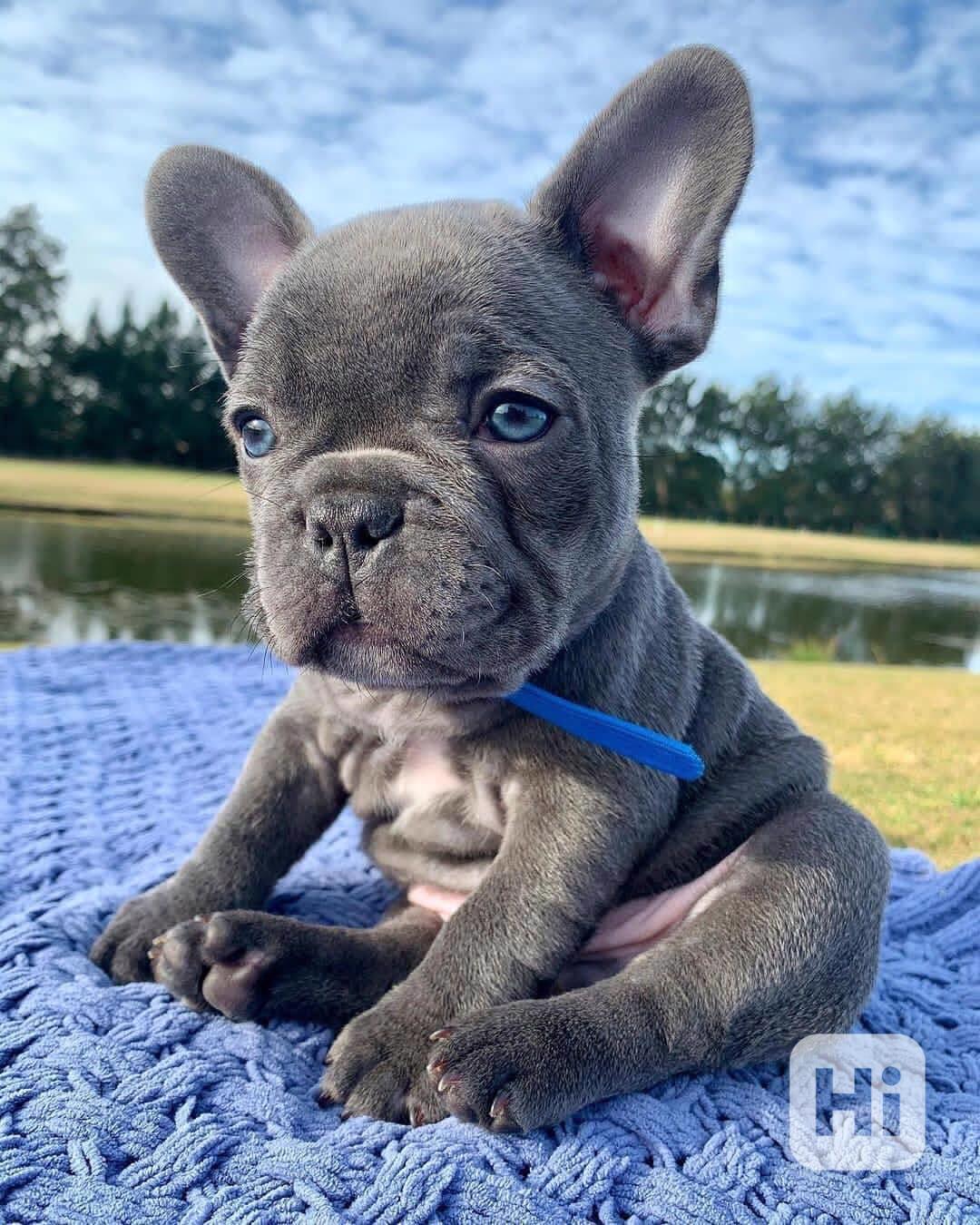 Francouzský Buldoček Štěňata k dispozici - foto 1