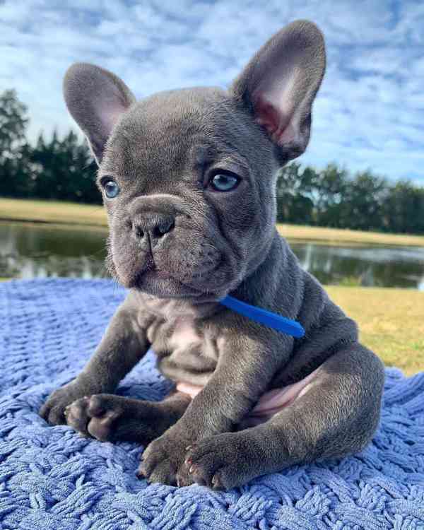 Francouzský Buldoček Štěňata k dispozici - foto 1