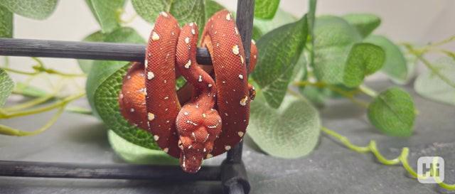 Zelený stromový krajta - foto 1