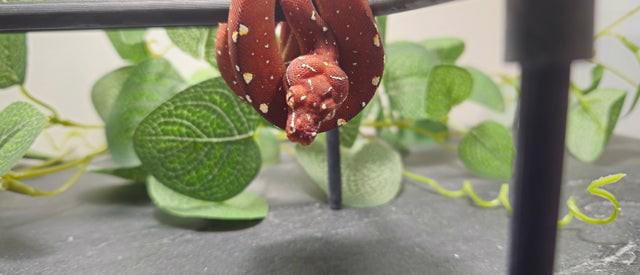 Zelený stromový krajta - foto 2