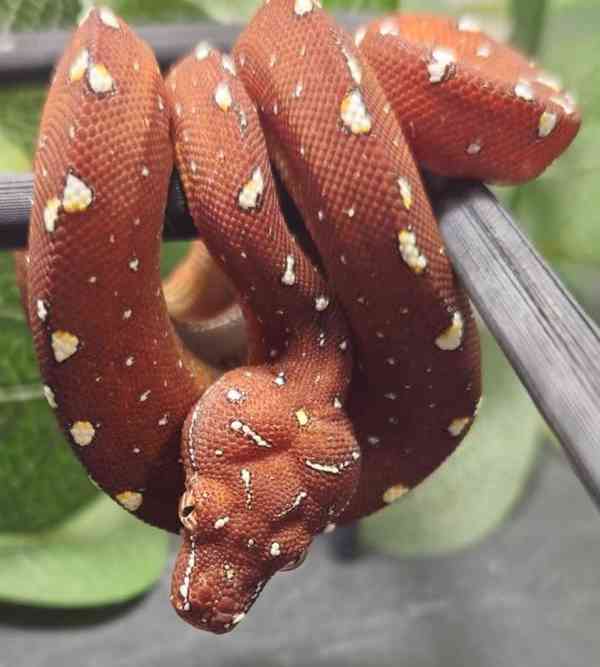 Zelený stromový krajta - foto 3