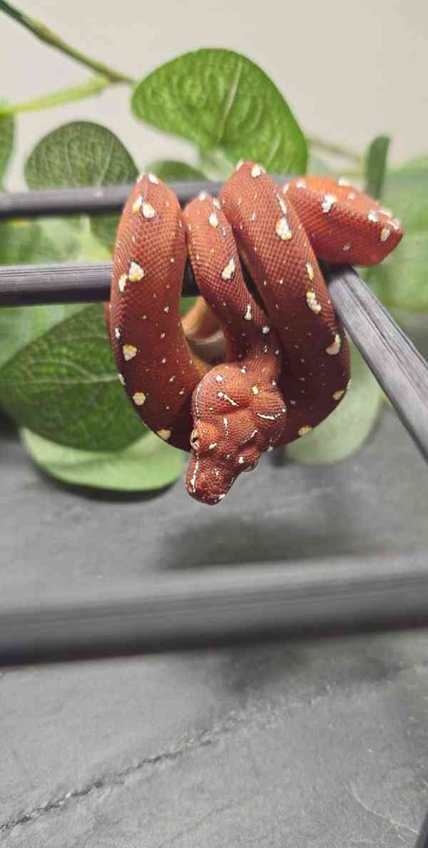 Zelený stromový krajta - foto 4