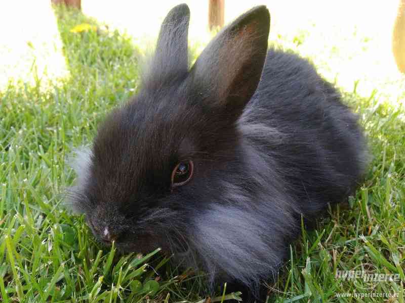 Prodám zakrslé králíčky - foto 4